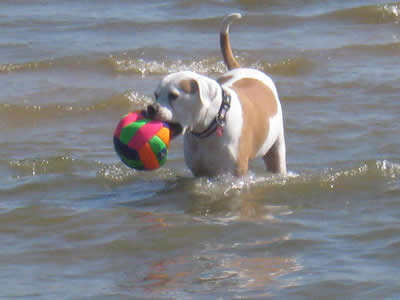 Dog Playing