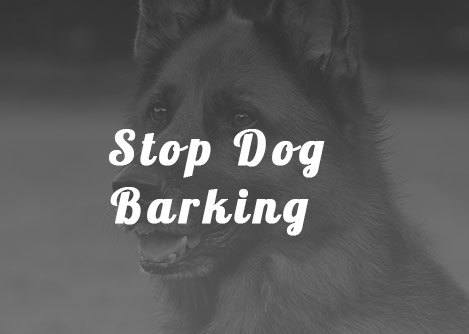 Tips to stop dog barking
